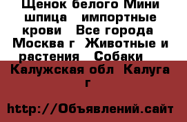 Щенок белого Мини шпица , импортные крови - Все города, Москва г. Животные и растения » Собаки   . Калужская обл.,Калуга г.